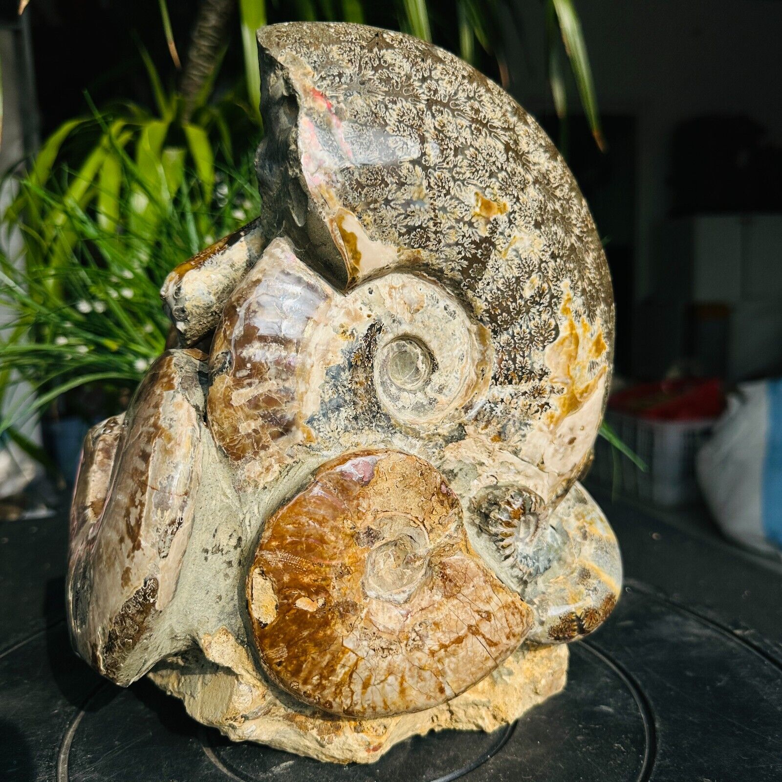 20.9LB natural fossil conch quartz crystal mineral specimen reiki healing