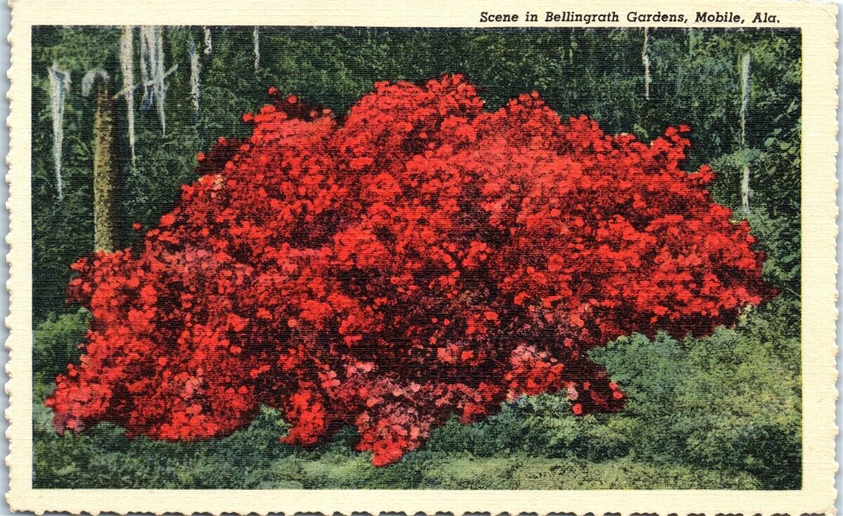 Postcard Scene in Bellingrath Gardens, Mobile, Alabama G118