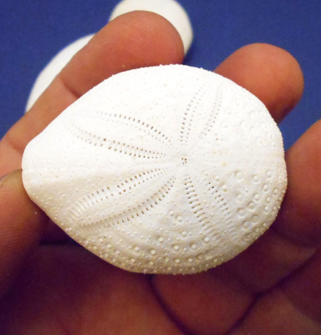 Beautiful White Puffer Sea Biscuit Shell Sand Dollar Beach Crafts Nautical Decor