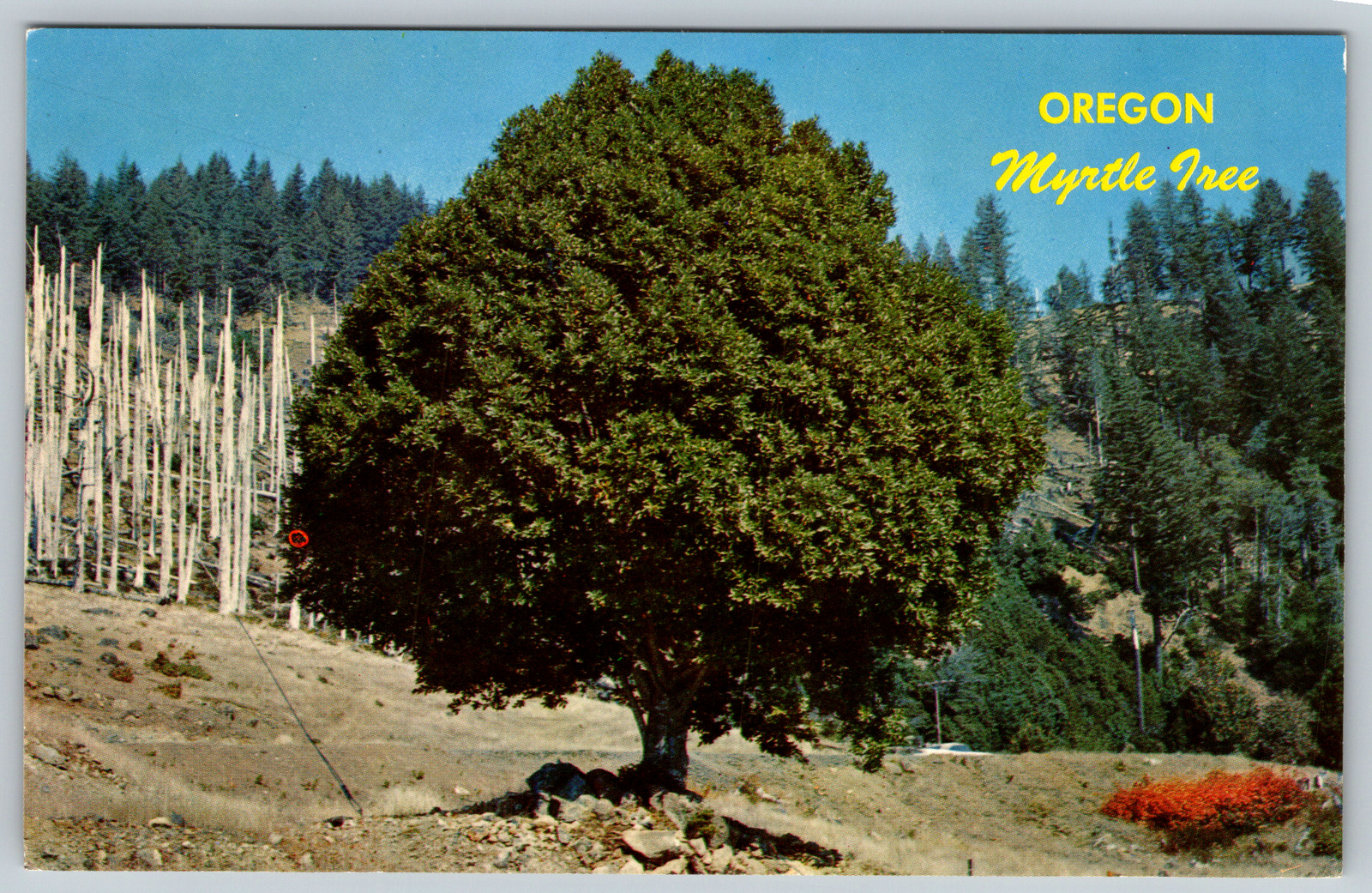c1910s Oregon Myrtle Tree Southwestern Oregon Vintage Postcard