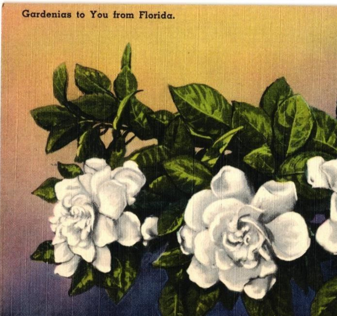Postcard Florida, Gardenias, Flowers, Cypress Gardens Unposted.
