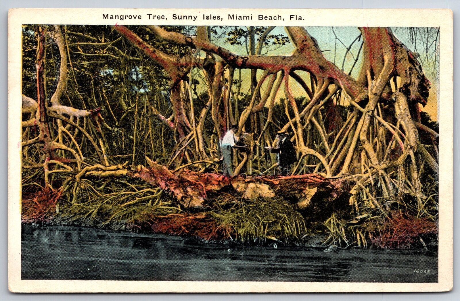 Miami Beach Florida~Sunny Isles~Mangrove Tree~1920s Postcard