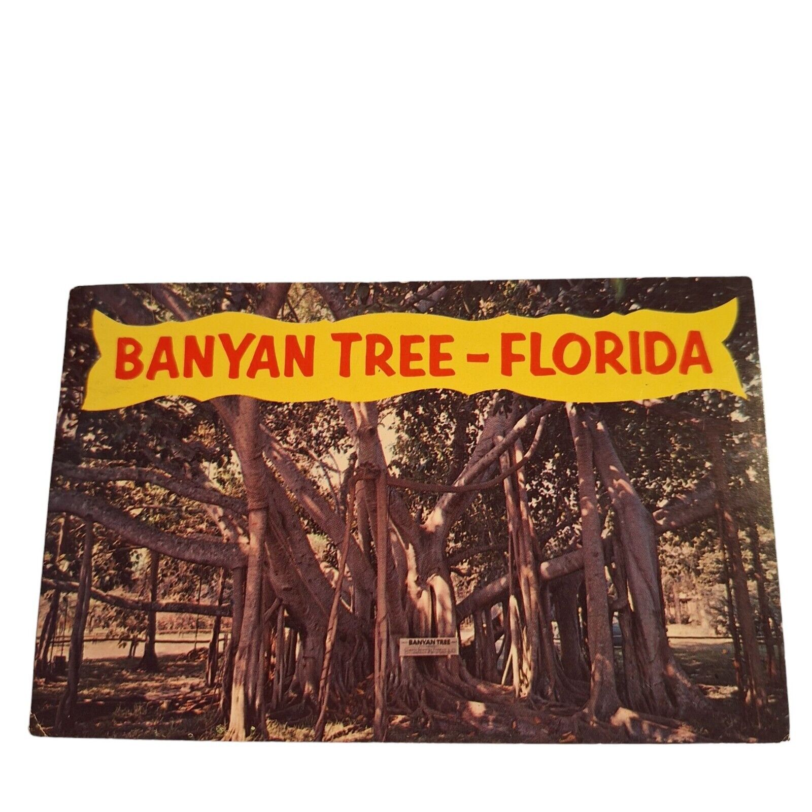 Postcard The Banyan Tree Florida Chrome Posted