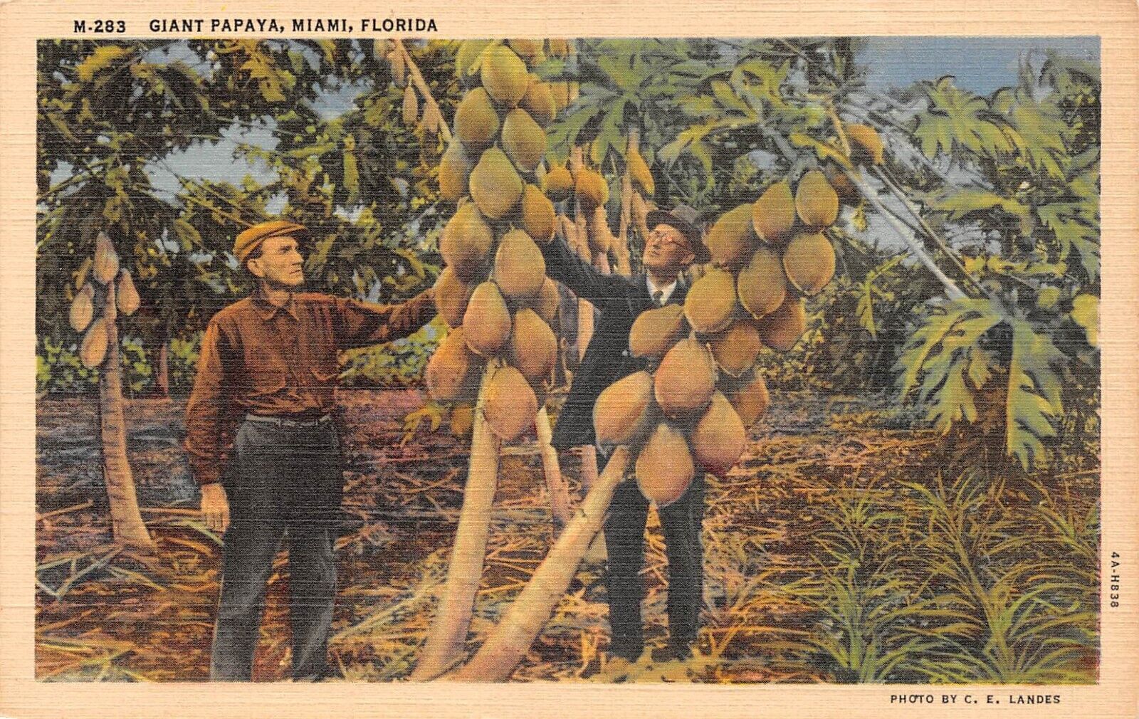 Giant Papaya Miami Florida 1938 Postcard