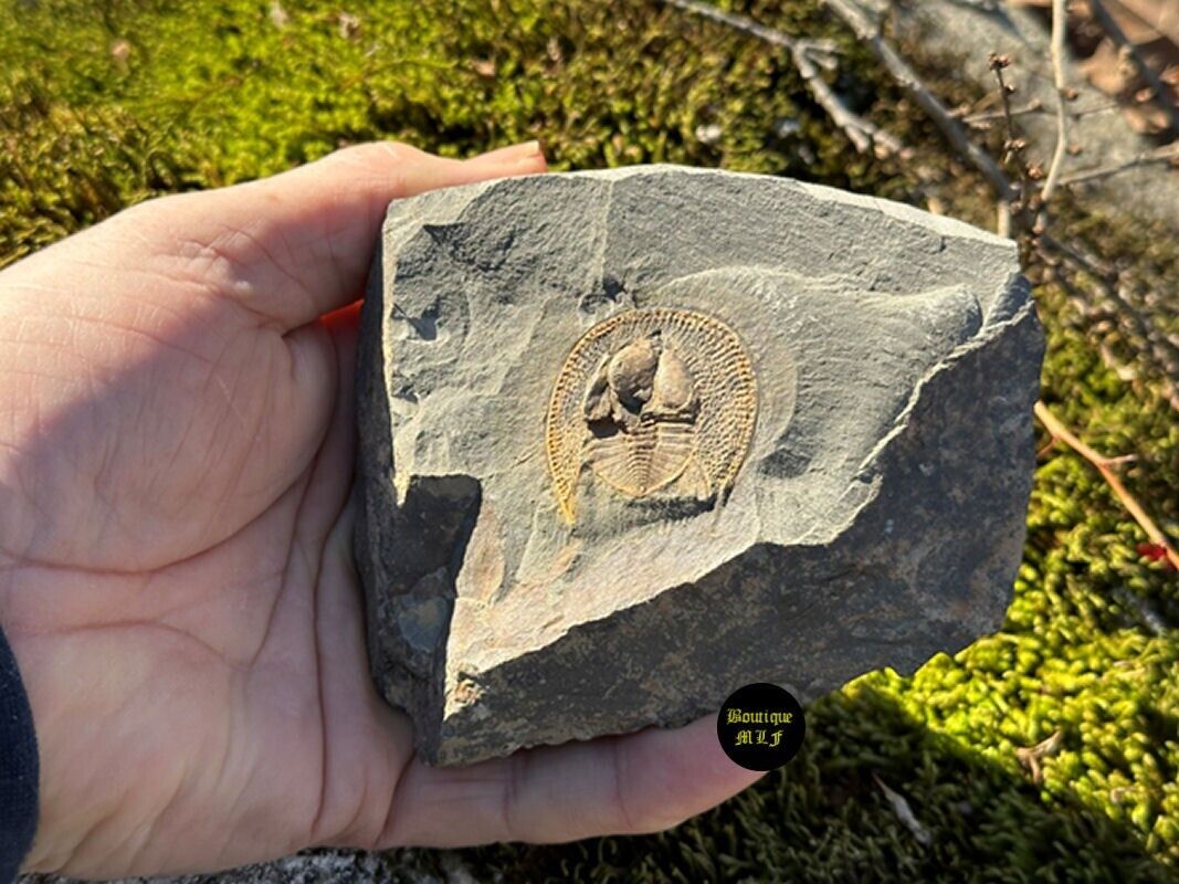 Nice natural Pos./Neg. Orange declivolithus titan ? fossil from Morocco