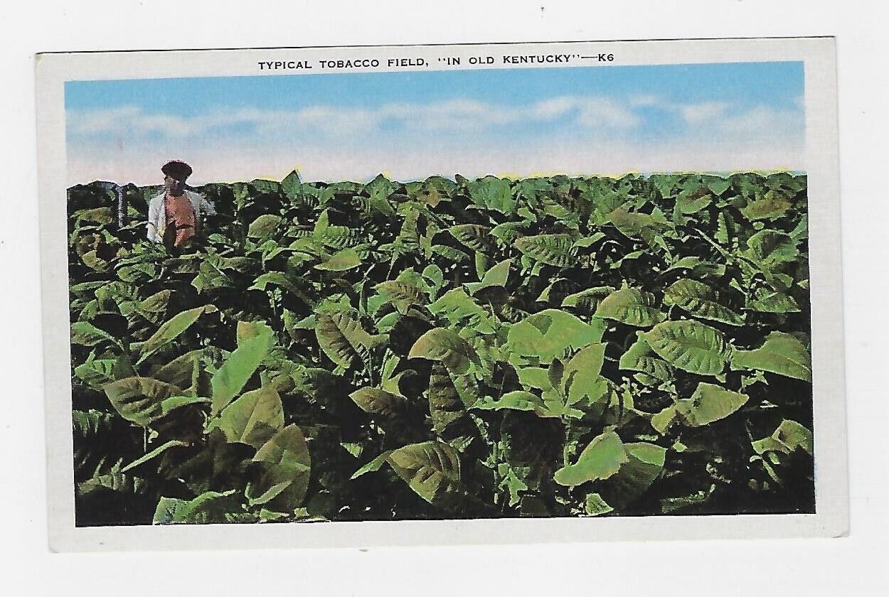 c1928 E.C. Kropp Postcard Typical Tobacco Field, In Old Kentucky
