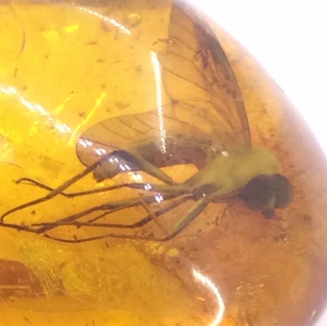 FANTASTIC BALTIC AMBER PENDENT WITH A WINGED INSECT / BUG INCLUSION (C1324) 