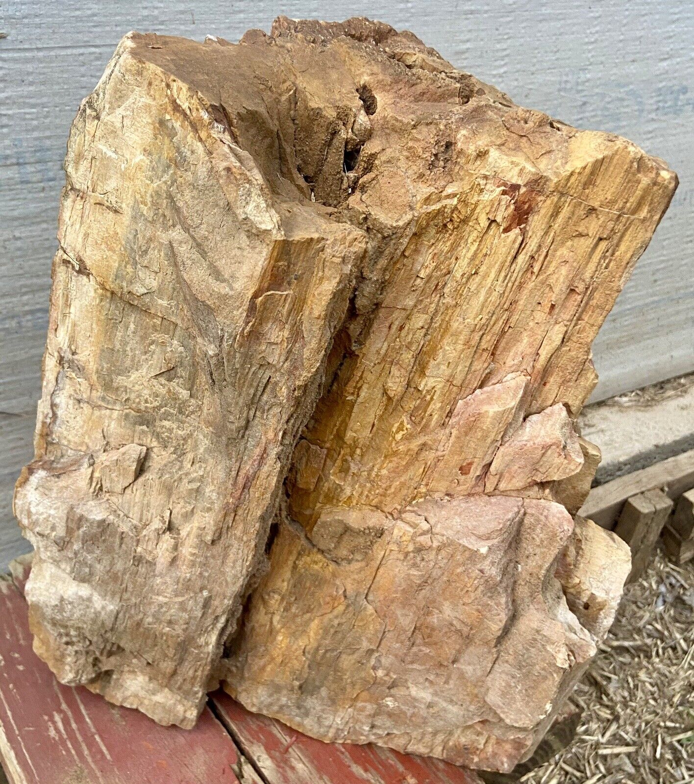 UNBELIEVABLE* 40 Lb 3/4round Petrified Wood-Trunk Section Great Color With Druzy