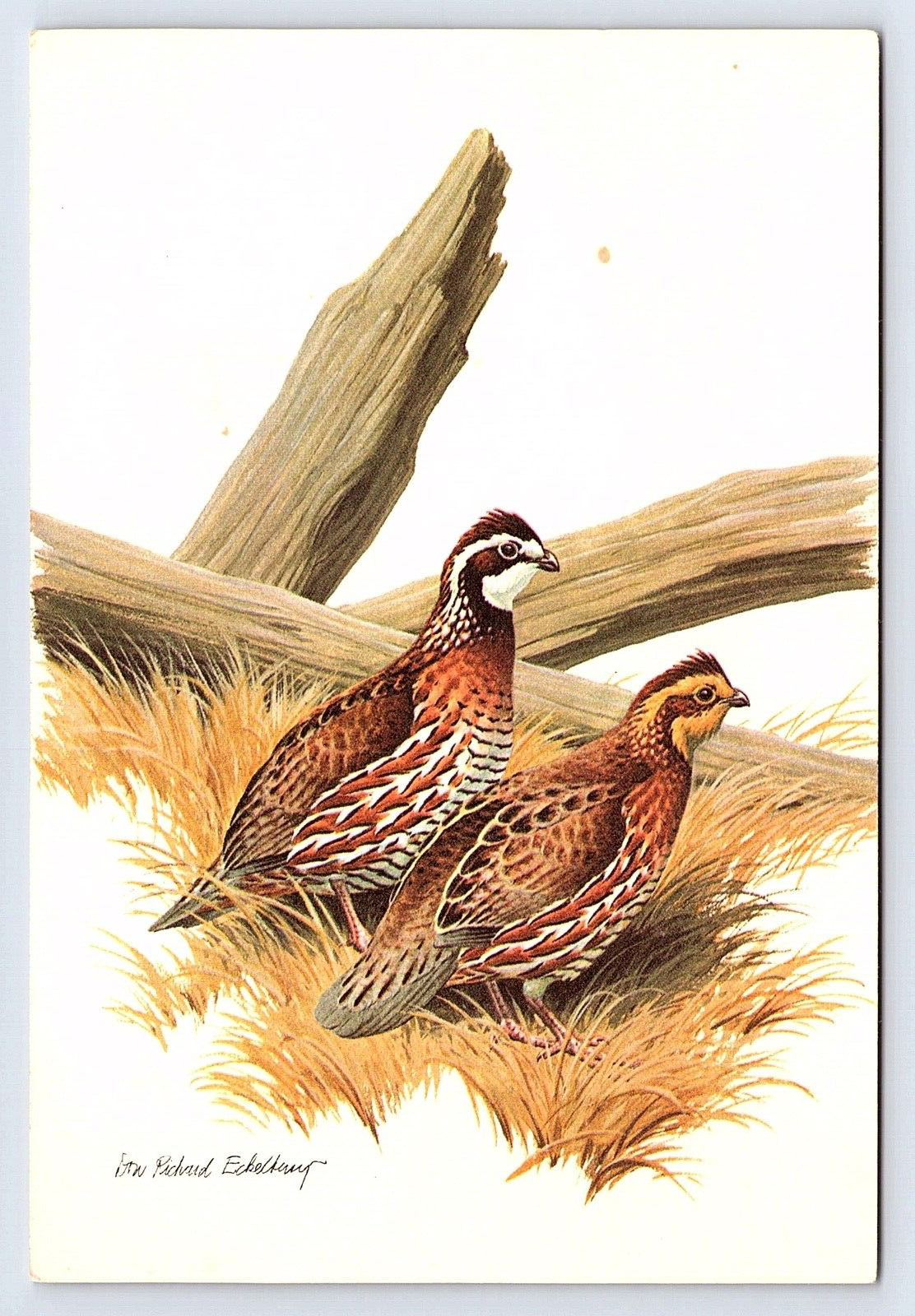Vintage Postcard Don R Eckelberry- Birds Antique