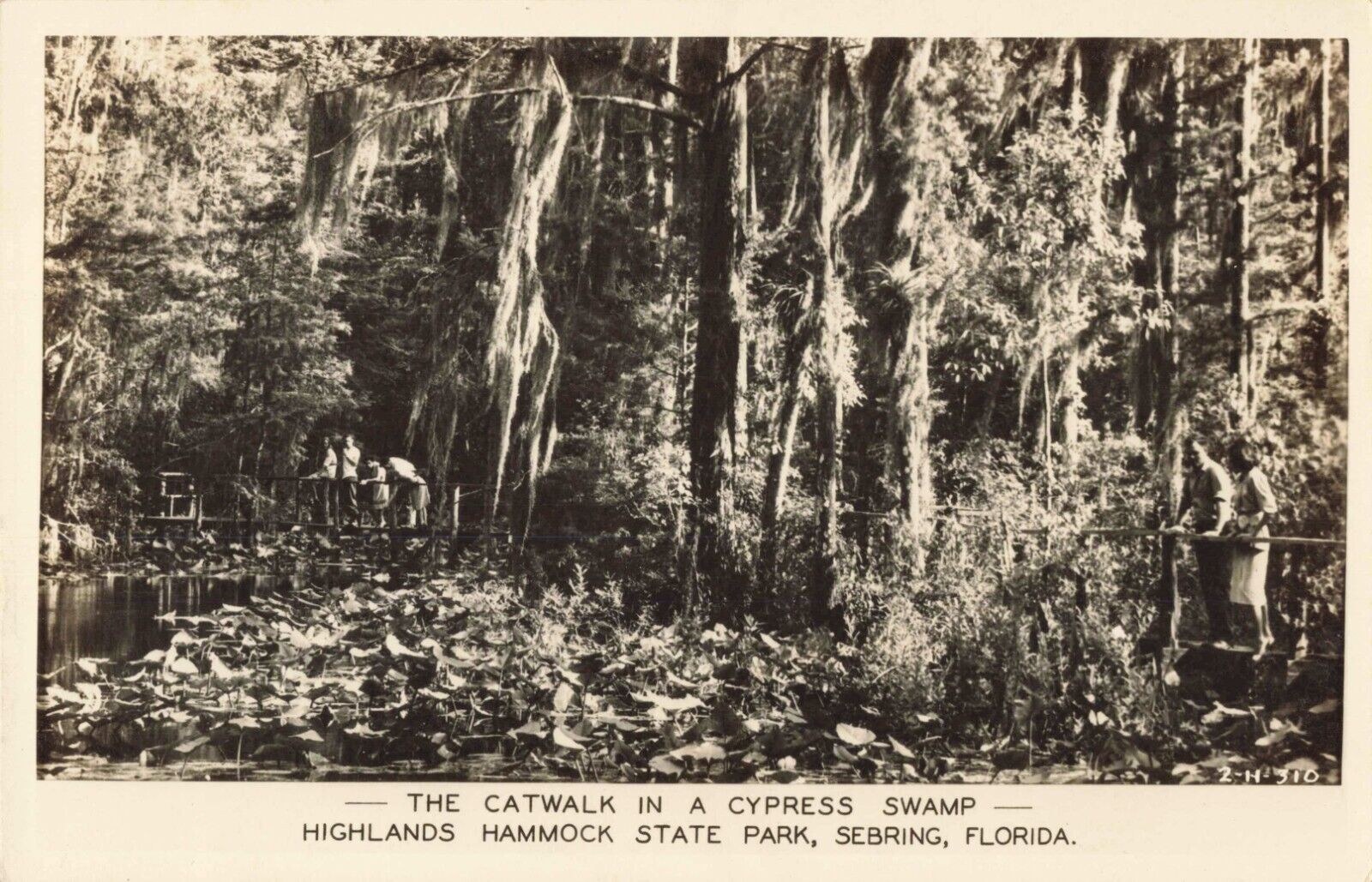 Catwalk Cypress Swamp Highlands Hammock State Park Sebring Florida c1940 RPPC