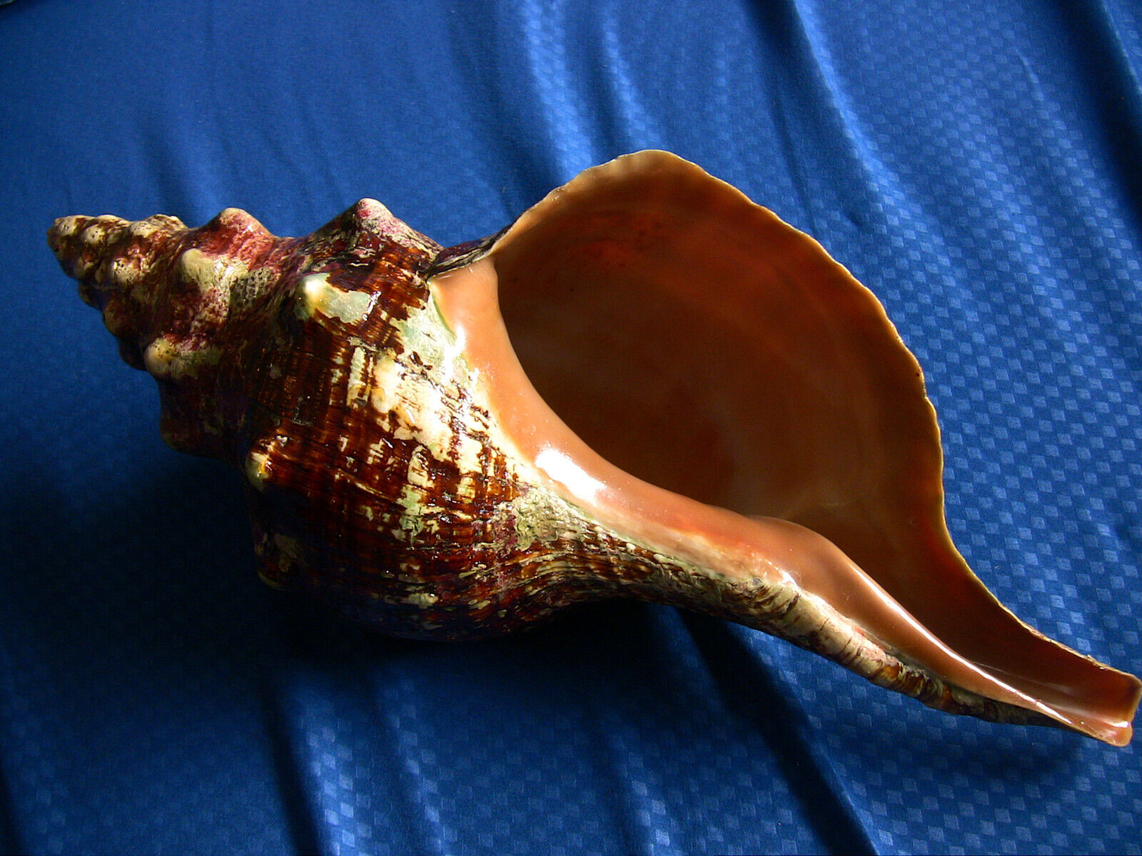 Beautiful Horse Conch seashell, 14\