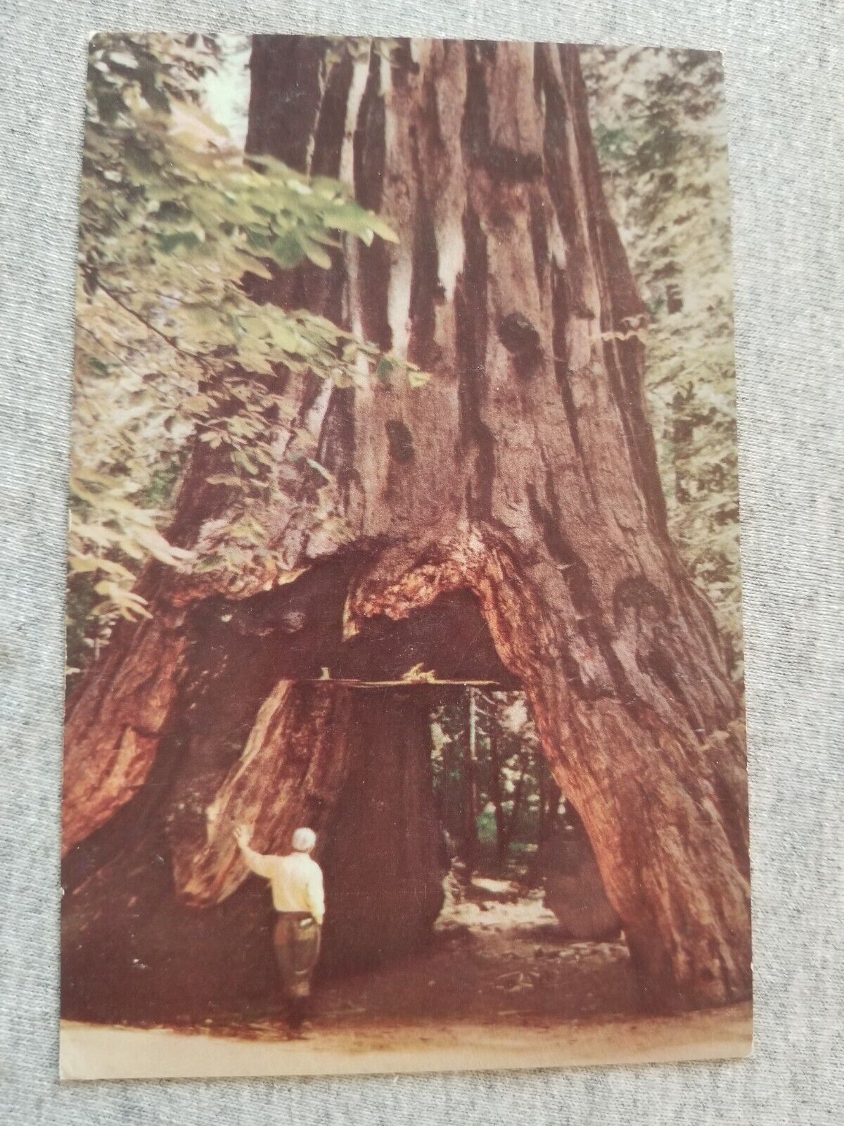 Calaveras Big Trees CA Union Oil Postcard Drive Thru Tree Died 2017