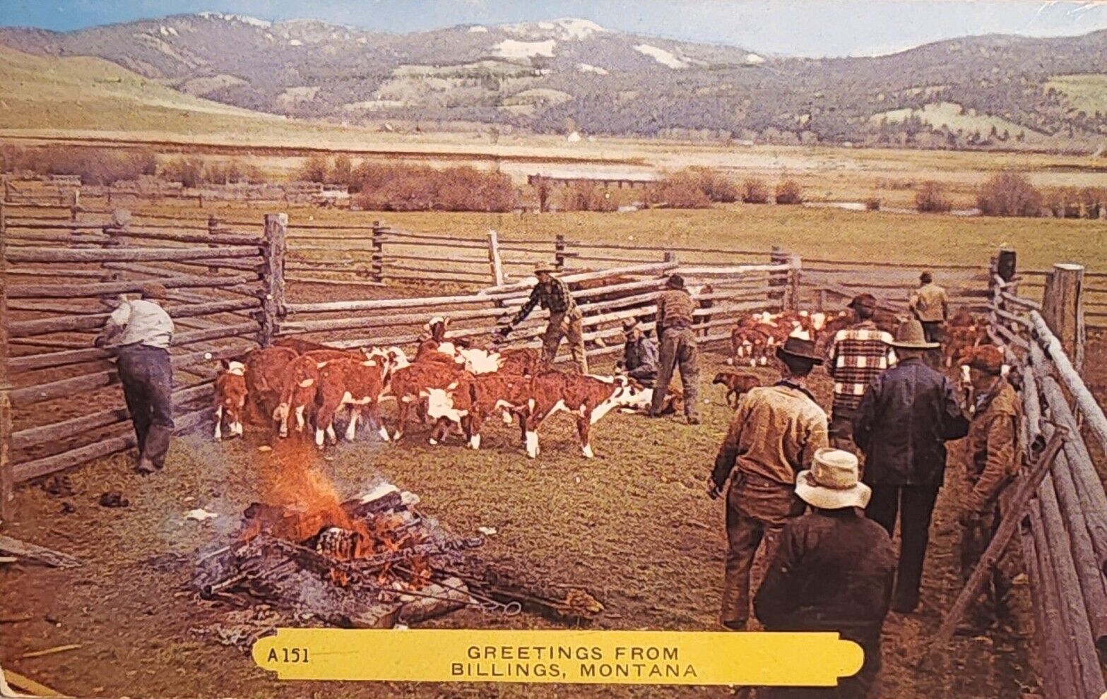 1957 Greetings Postcard From Billings, Montana. Branding Time. #-2103