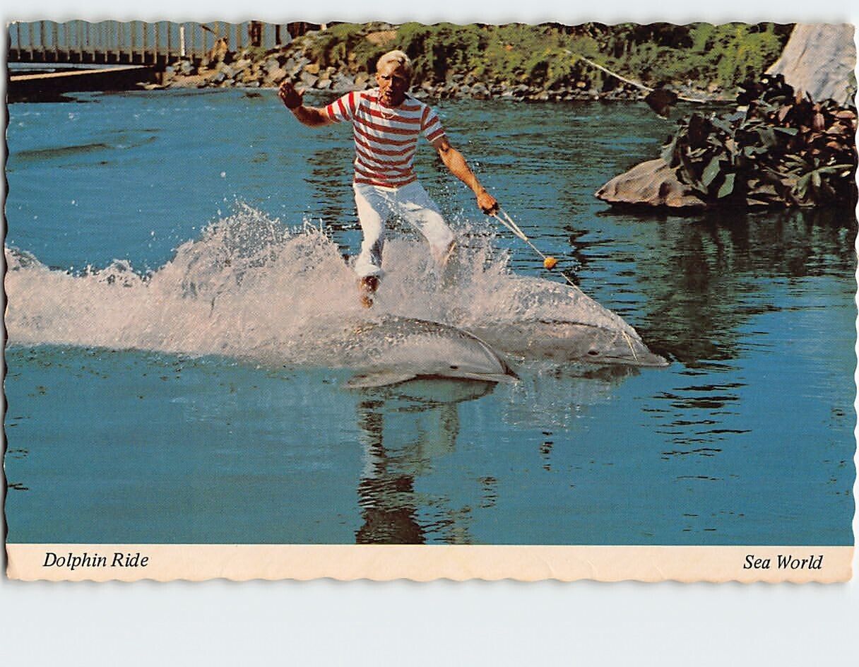 Postcard Dolphin Show Sea World Aurora Ohio USA