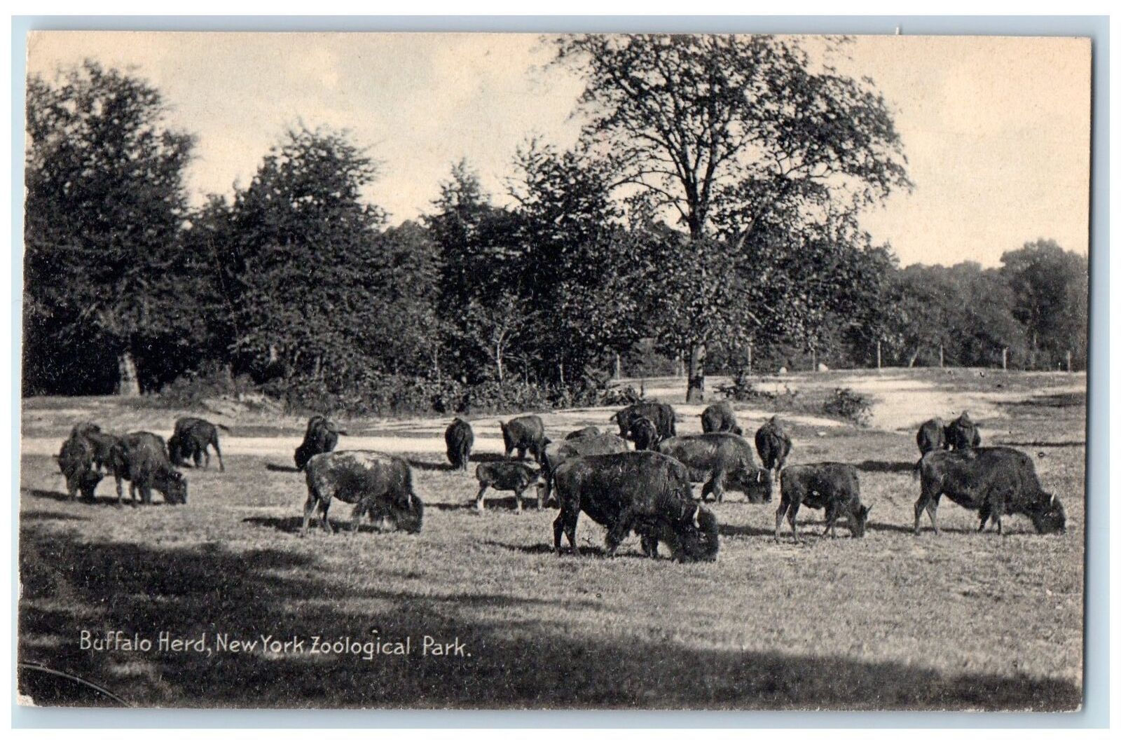 c1940s Buffalo Herd Scene Zoological Park New York NY Unposted Vintage Postcard
