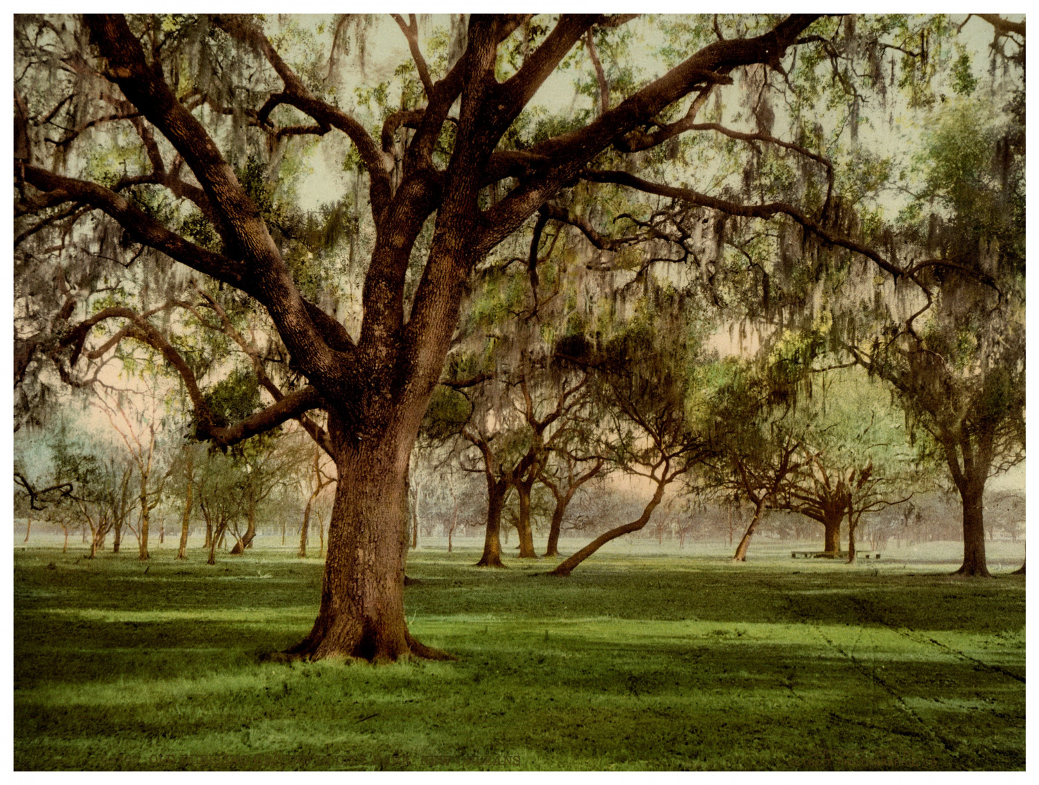 Louisiana, New Orleans, Old Duelling Ground, City Park Vintage Photochrome, p