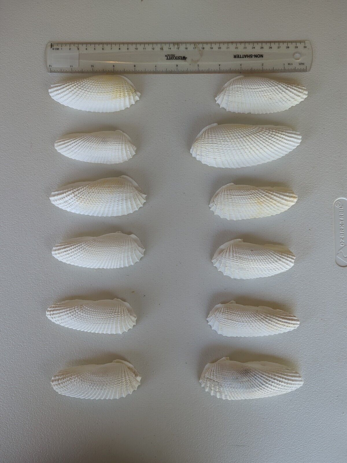 Angel Wing shells