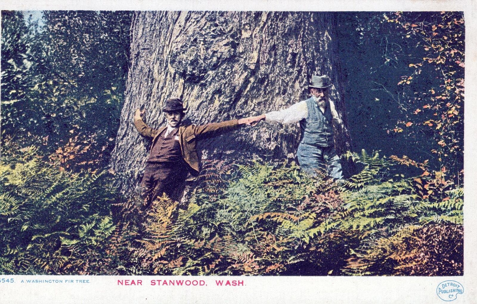 STANWOOD WA - A Washington Fir Tree Near Stanwood Postcard