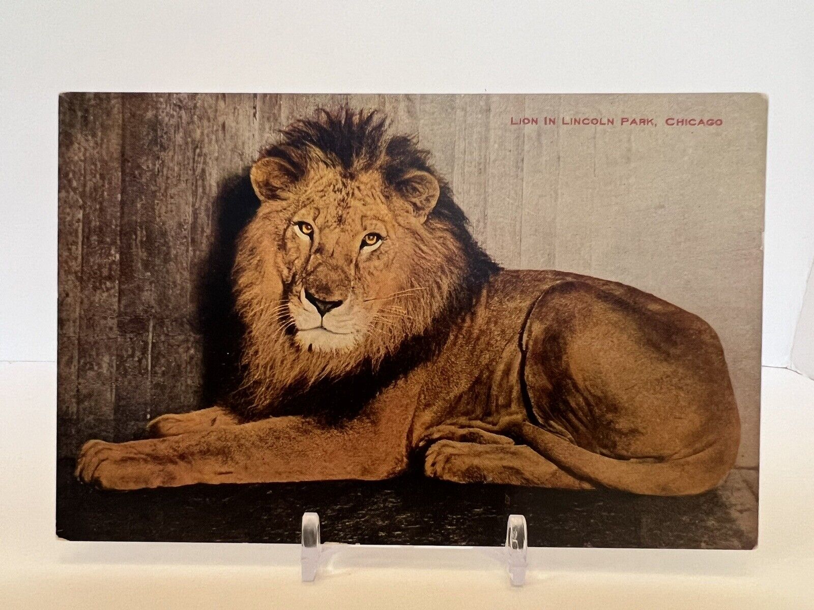 Vintage 1908 RARE LION AT LINCOLN PARK CHICAGO Postcard