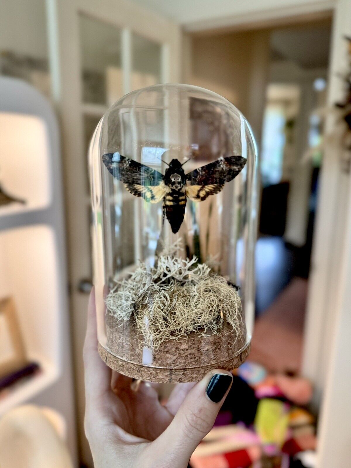 Death\'s Head Hawk Moth Acherontia Atropos Glass Dome Silence of the Lambs