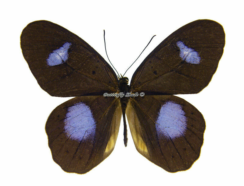 Unmounted Butterfly / Nymphalidae - Pierella hortona, male, Peru