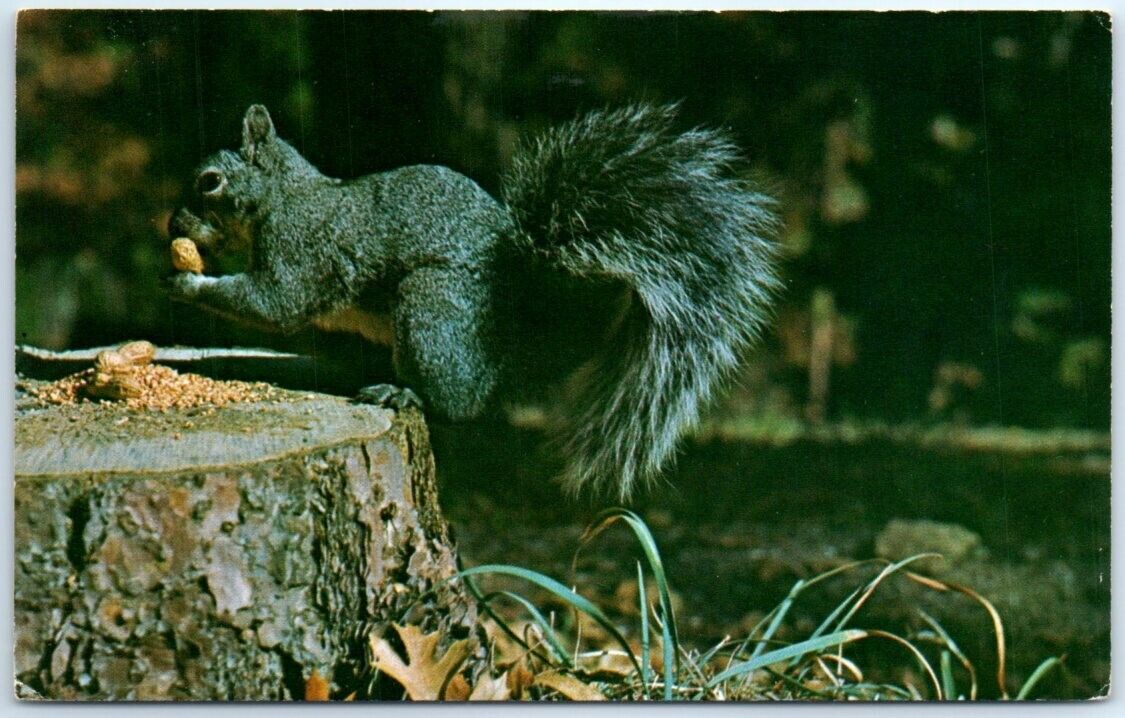 Postcard - A Squirrel eating nuts