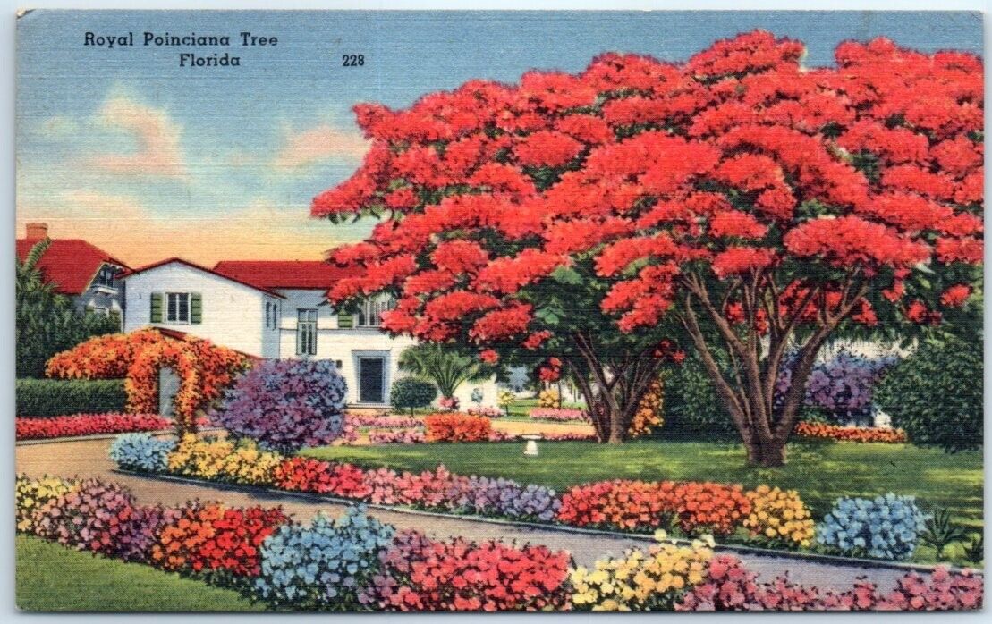 Postcard - Royal Poinciana Tree, Florida, USA