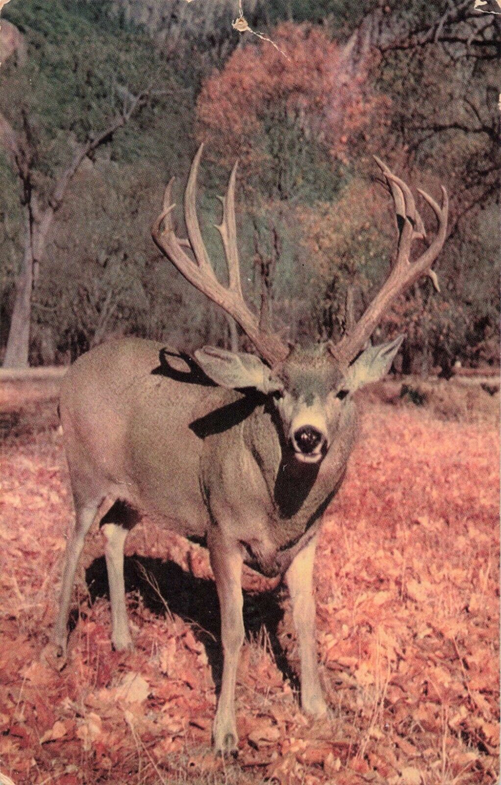Yosemite CA California, Buck Mule Deer with Antlers, Vintage Postcard