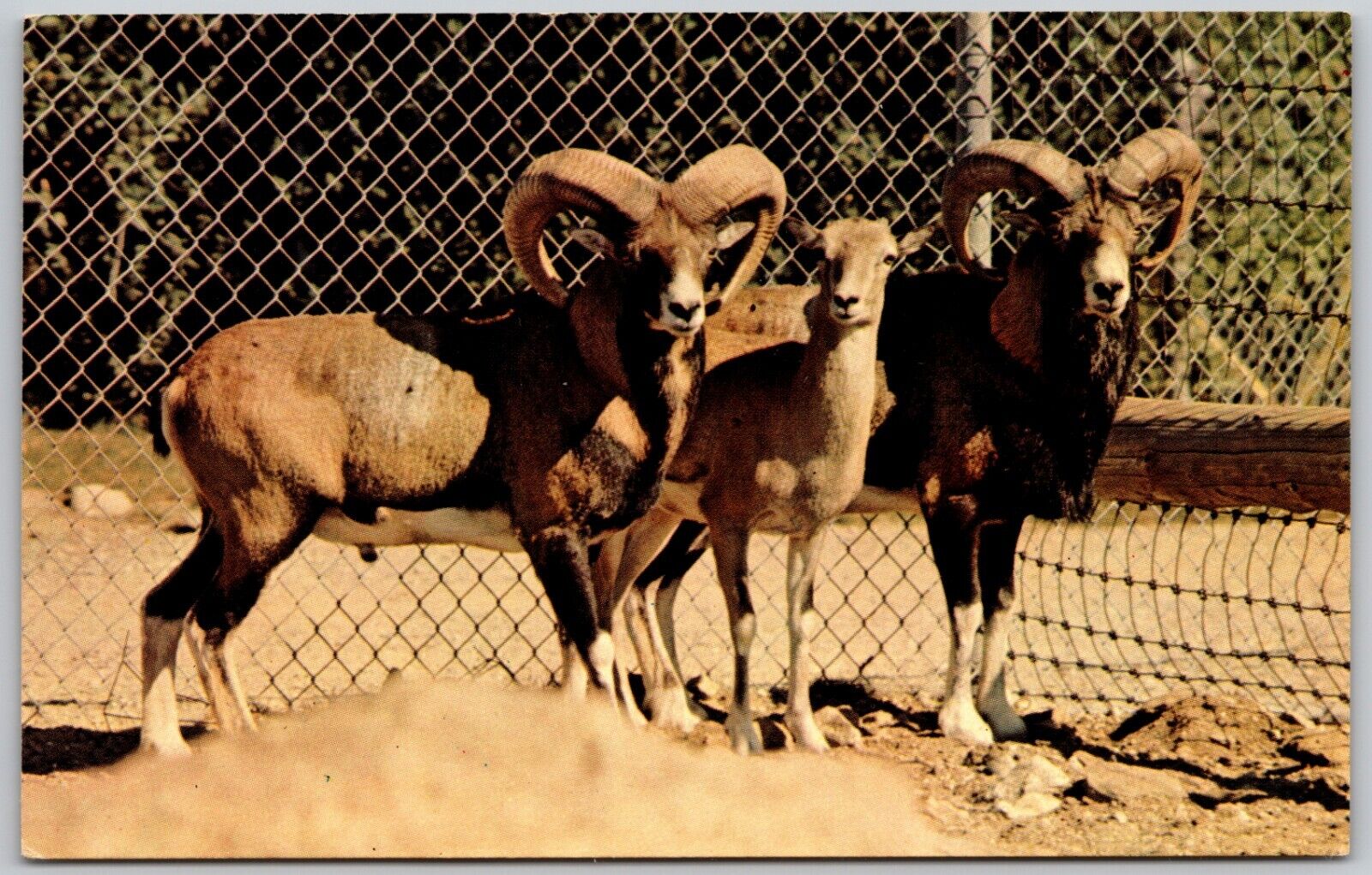 Mouflon Sheep - Benson Wild Animal Farm Hudson New Hampshire - Postcard 8033