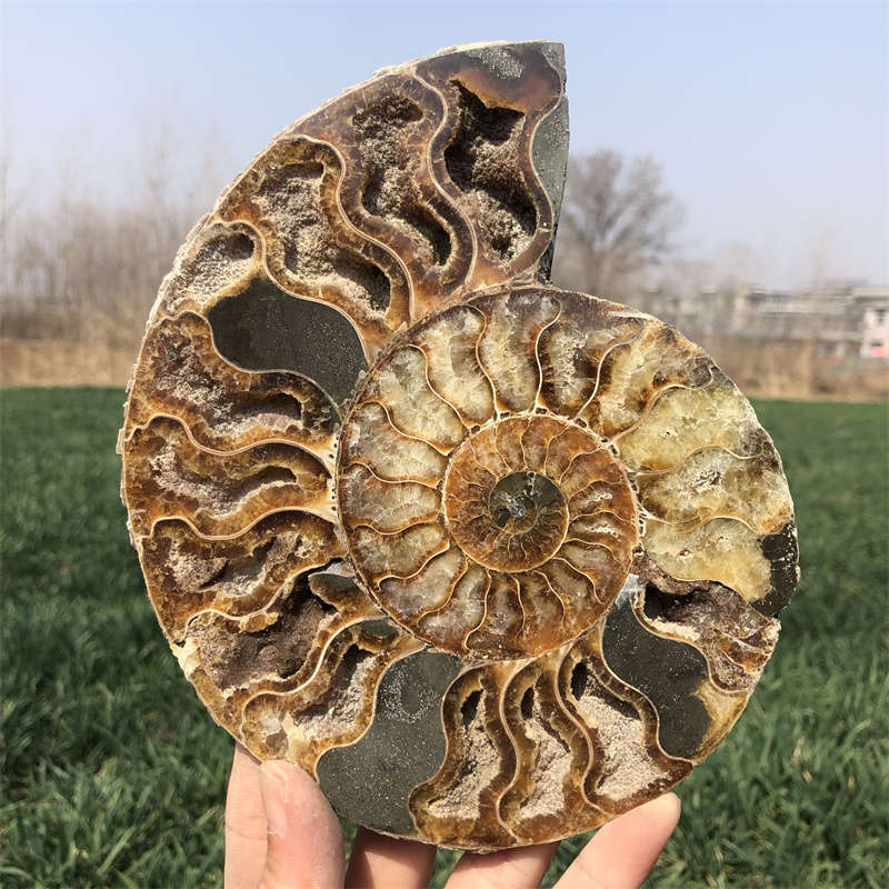 500g Natural Ammonite Fossil Quartz Crystal Specimen Reiki Healing