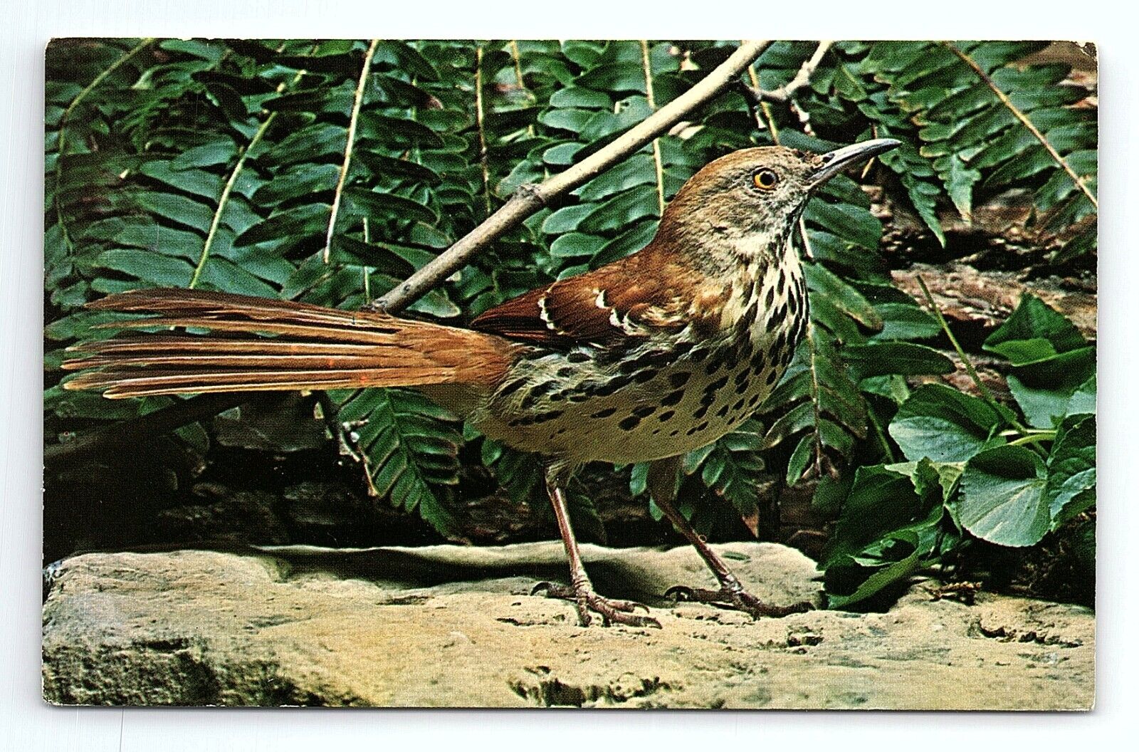 Brown Thrasher Toxostoma Rufum Bird Vintage Postcard