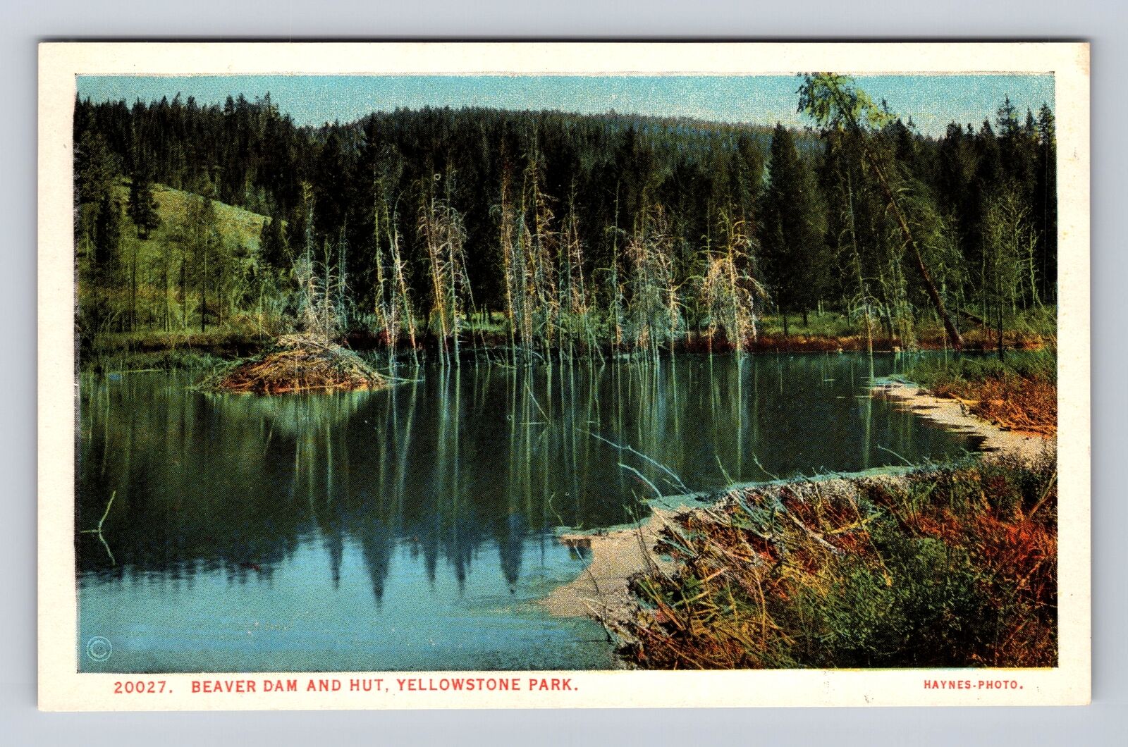 Yellowstone National Park, Beaver Dam And Hut, Series #20027, Vintage Postcard