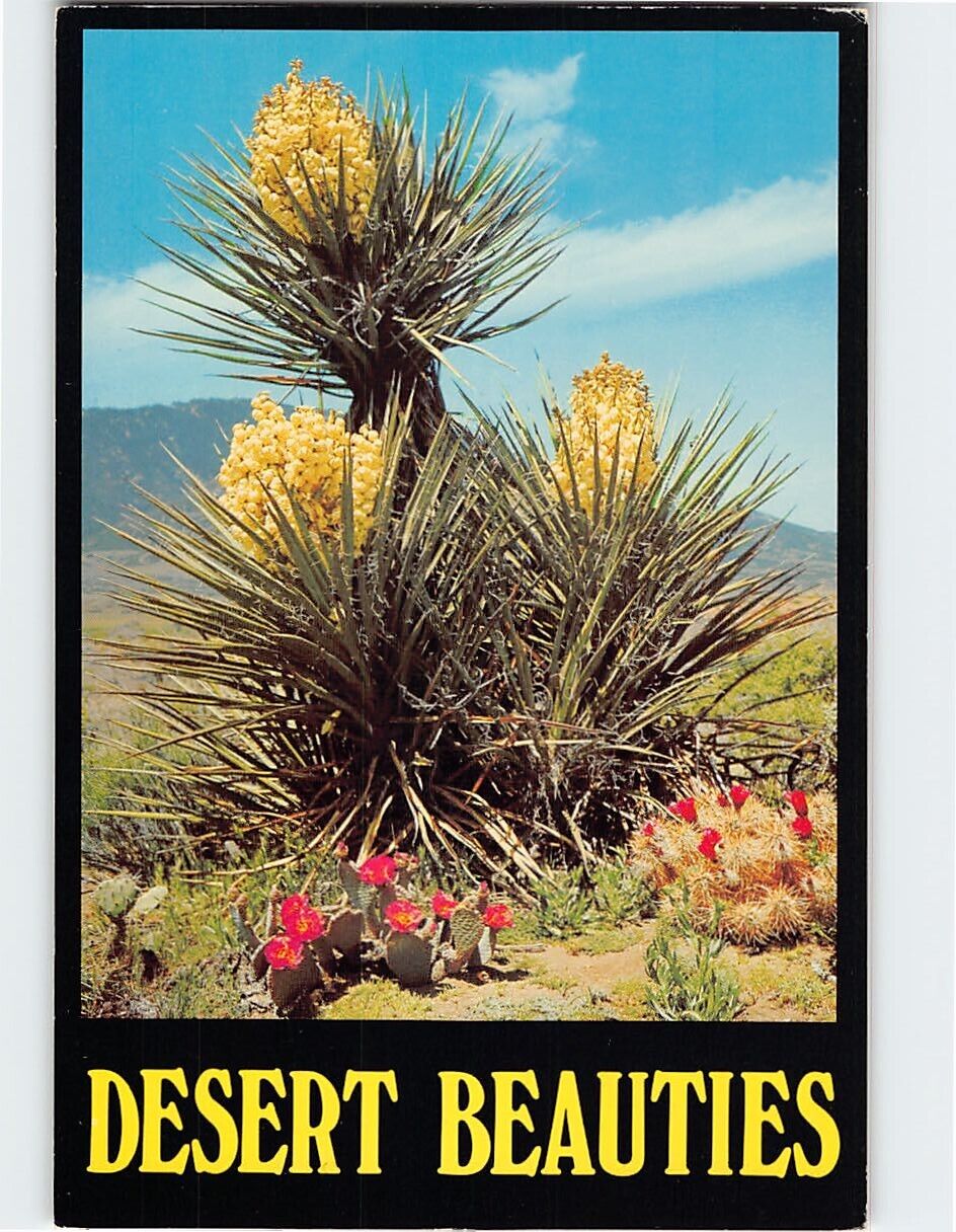 Postcard Desert Beauties