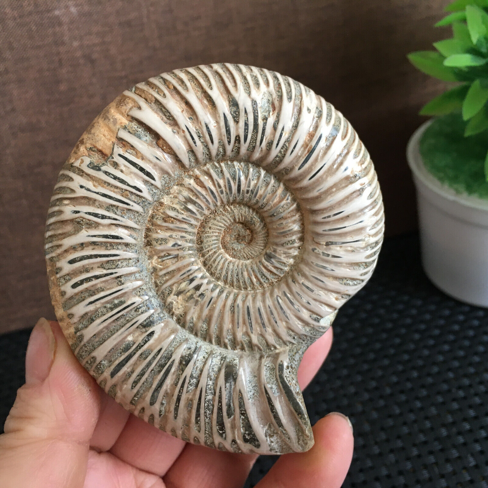 193g Rare natural rough polished white conch fossil Ammonite  md546
