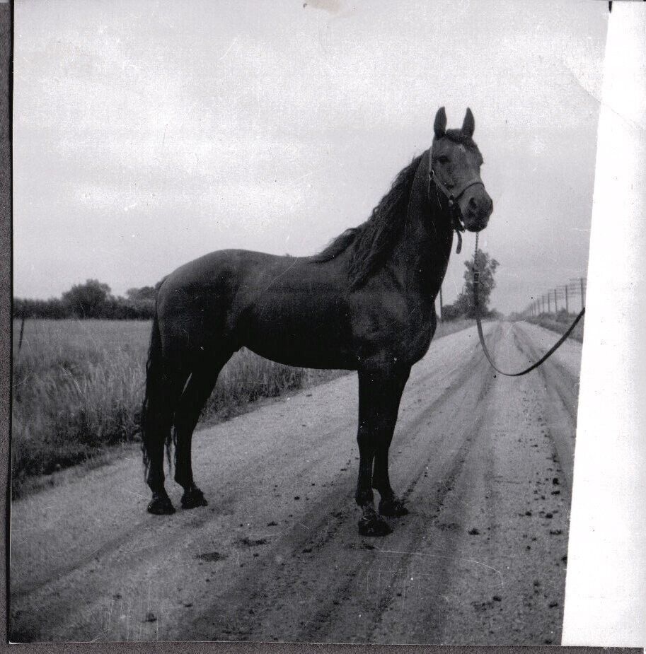 VINTAGE PHOTOGRAPH 1950\'S HORSE FARM/RANCH/ROAD JACKSONVILLE FLORIDA OLD PHOTO