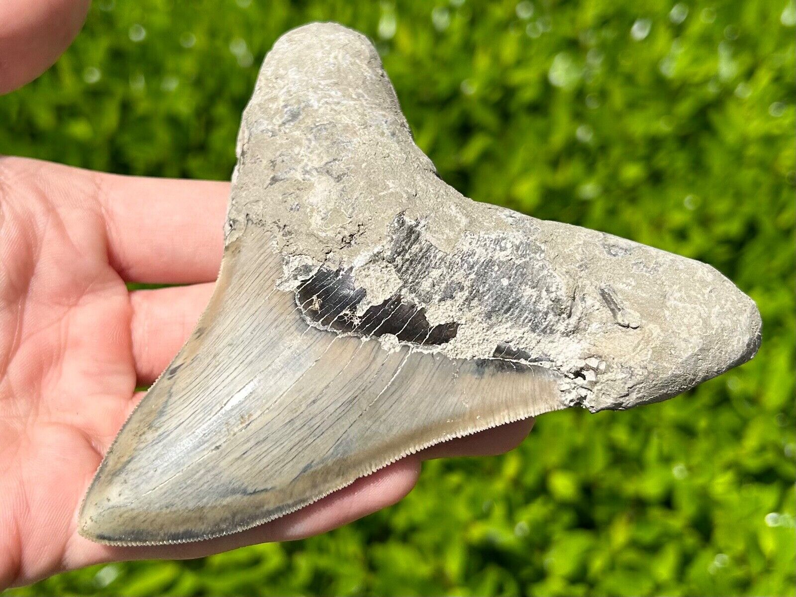 Indonesian Megalodon Sharks Tooth HUGE 4.5” Fossil Serrated Megladon Indonesia