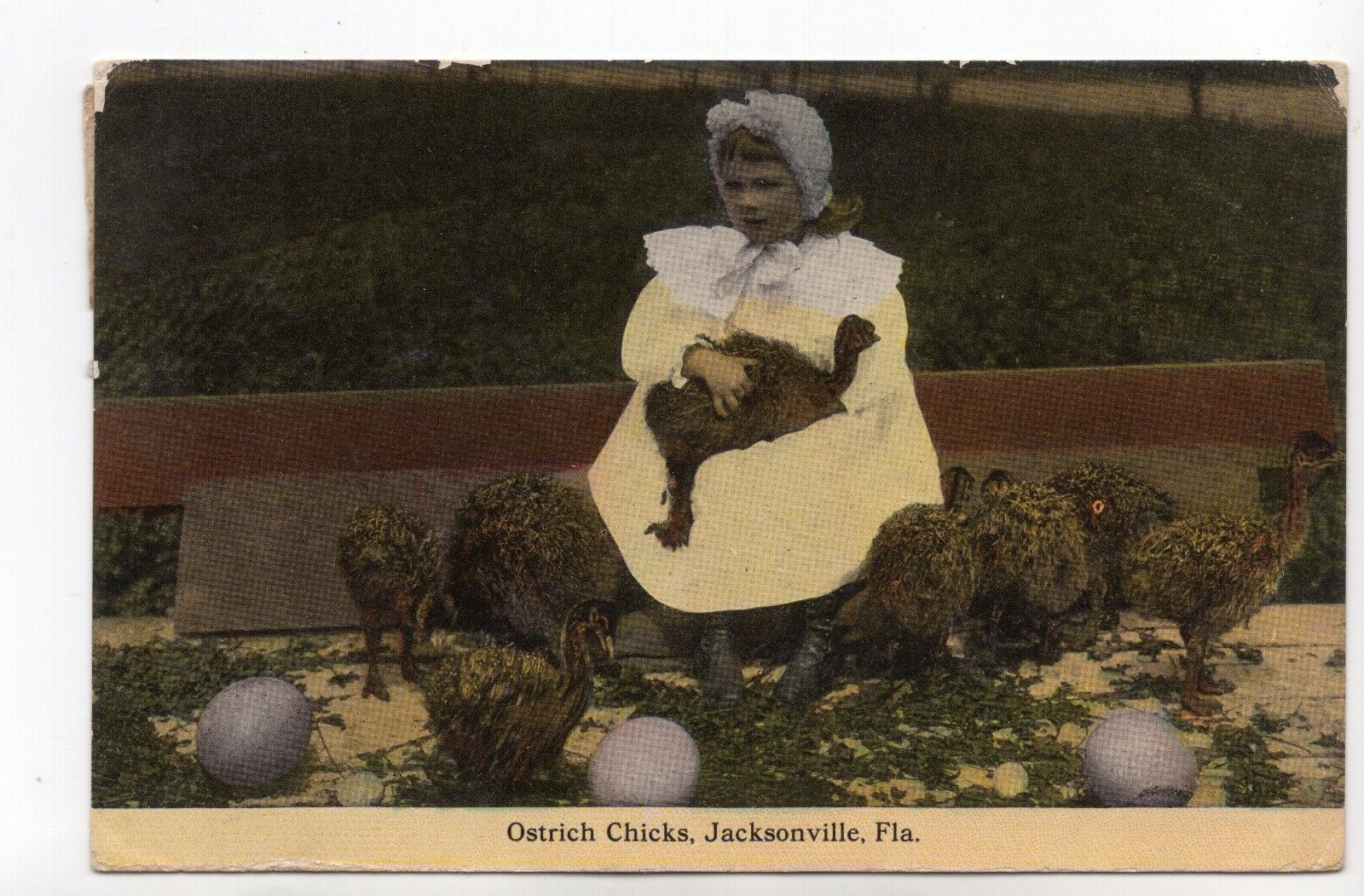 Ostrich Chicks Jacksonville Florida Antique Postcard
