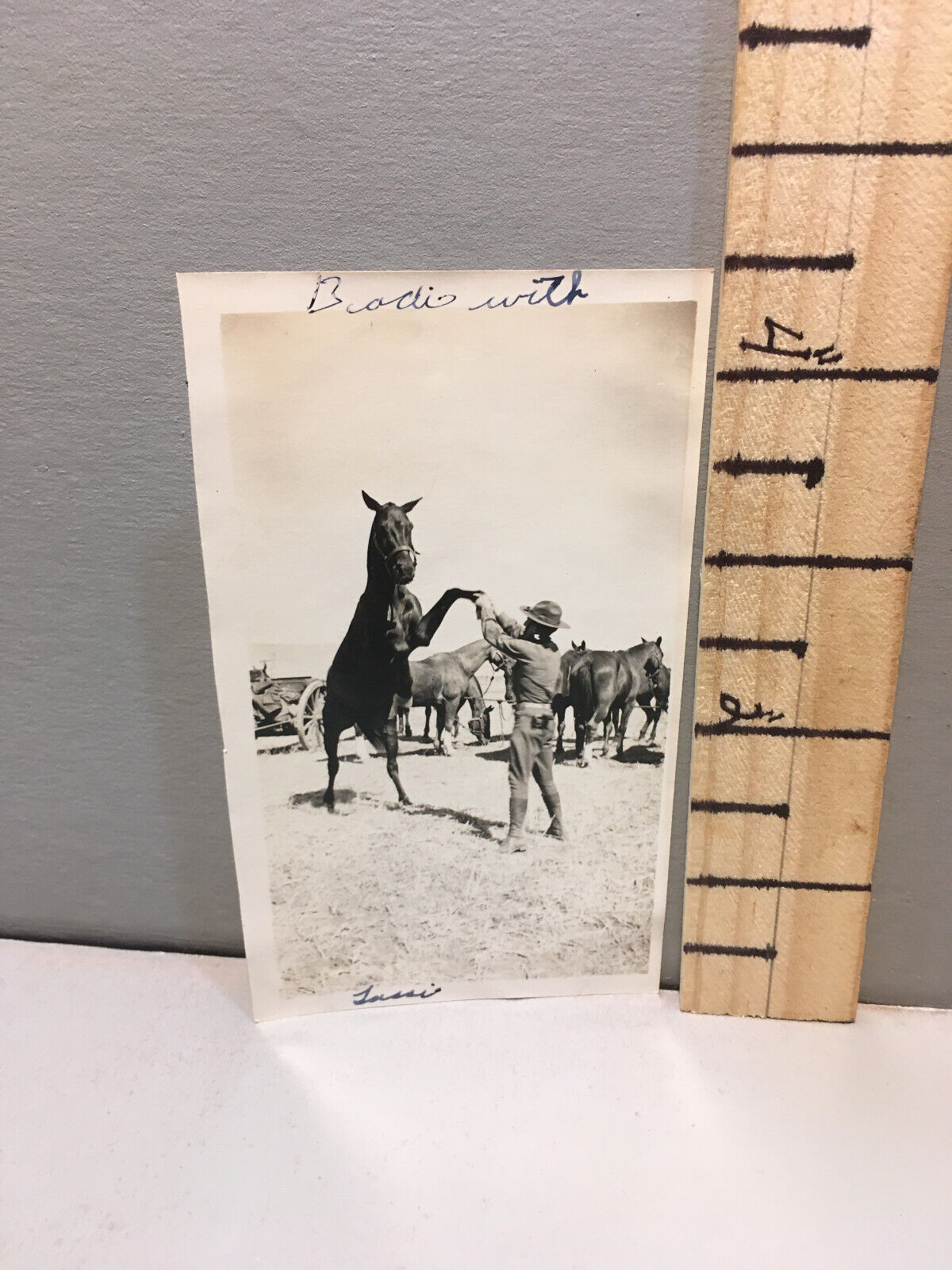 Vintage Photo WW11 Era Cavalry Soldier & Horses h