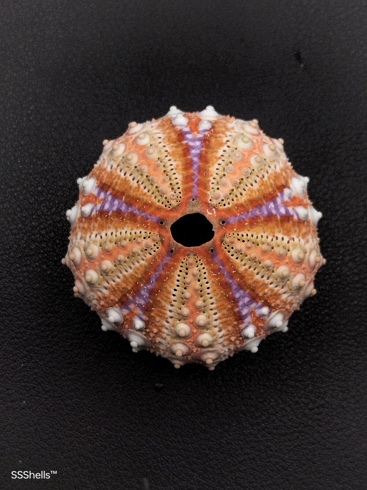 GIANT Coelopleurus granulatus deep sea urchin. 45mm Collectable sea shell #9706