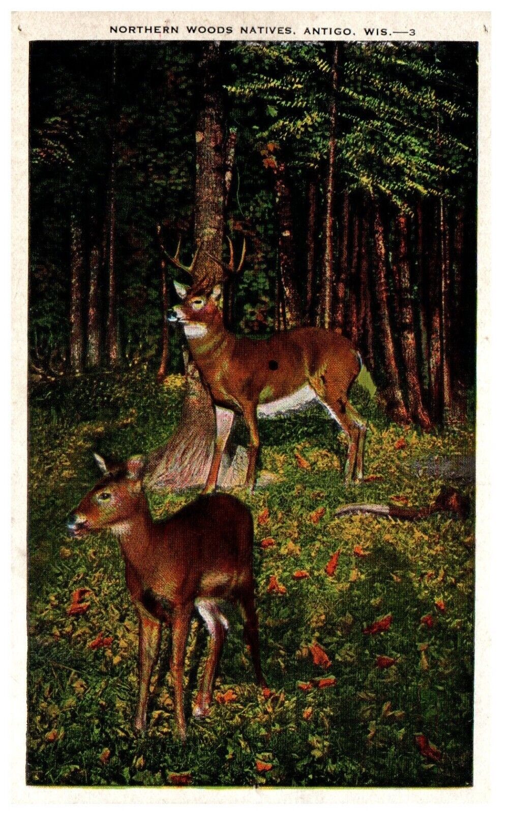 Antigo Wisconsin Northern Woods Natives Deer Art Unused Postcard c.1920