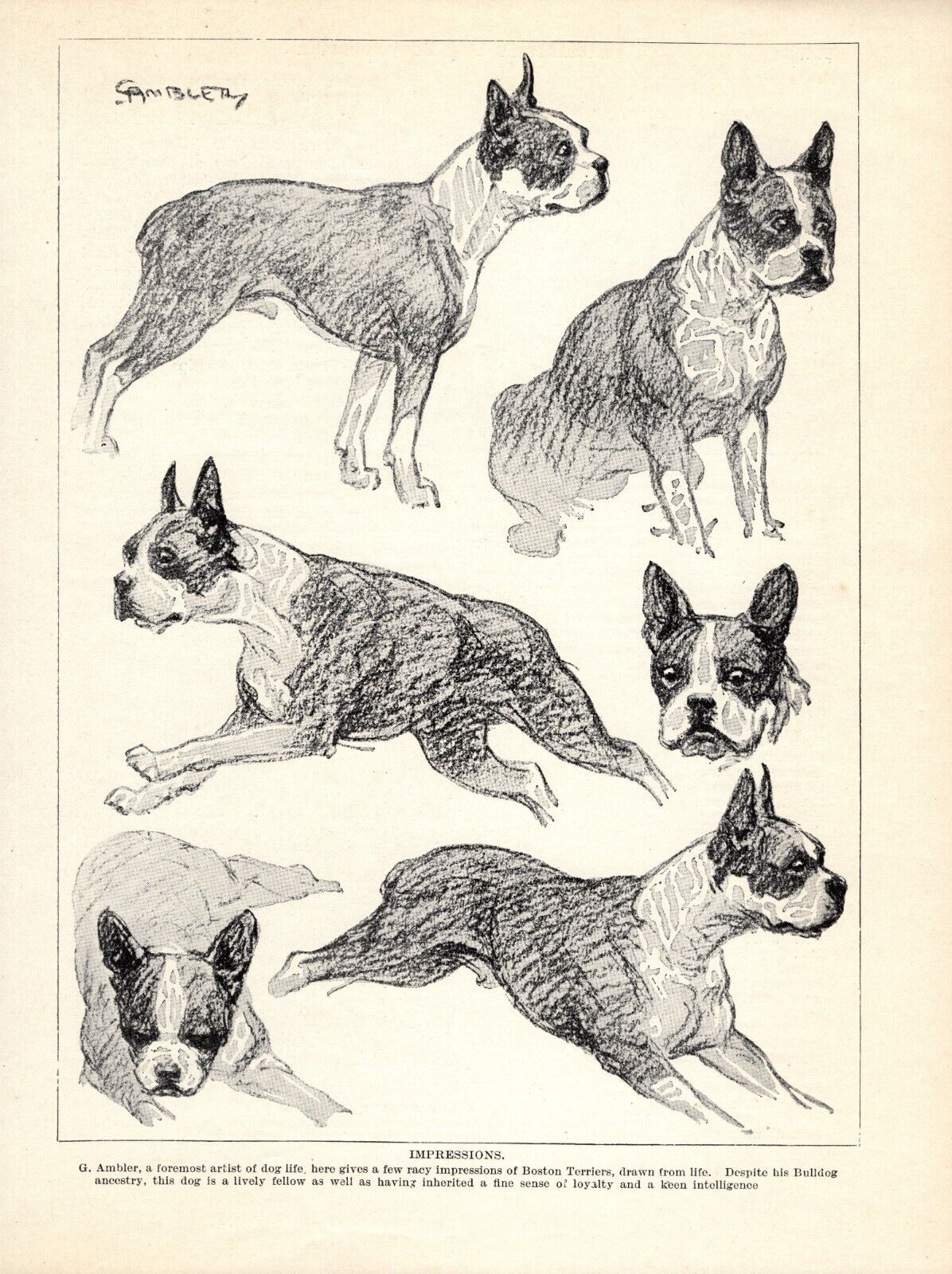 1930s Antique BOSTON TERRIER Dog Print Ambler Boston Terrier Tattoo Art 5128d