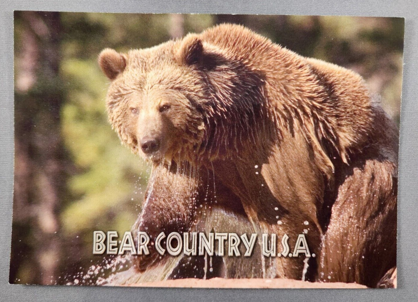 Postcard Grizzly Bear Country USA Black Hills South Dakota Rapid City NEW