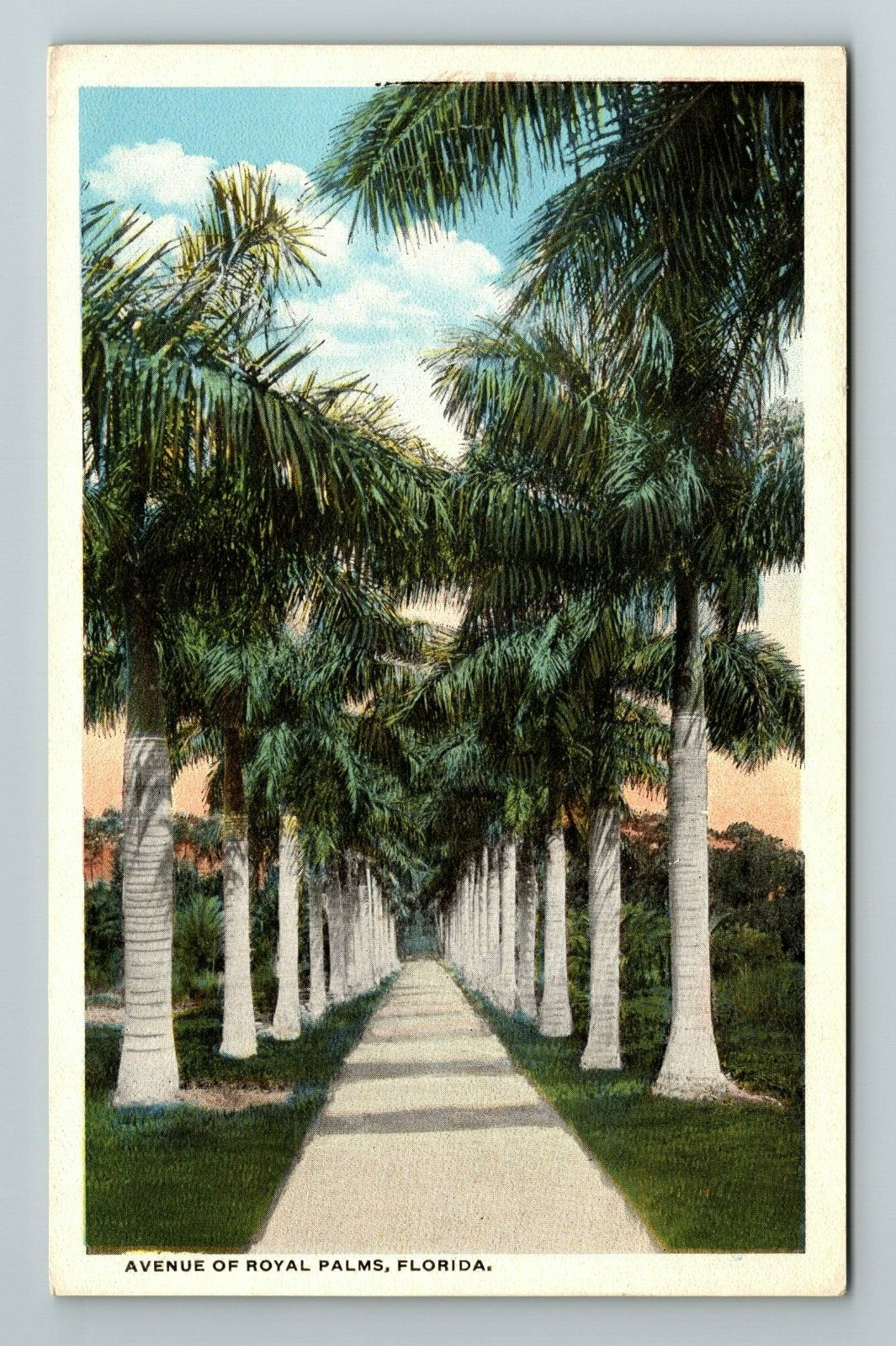FL-Florida, Avenue Royal Palms, Scenic Path View, Vintage Postcard