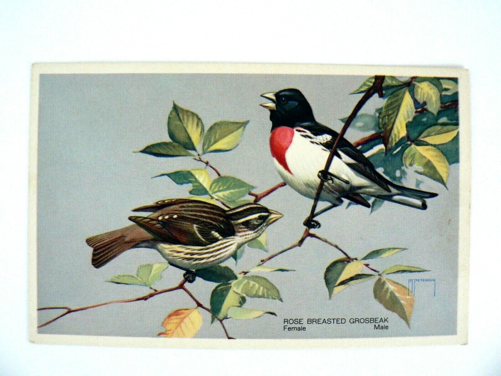 Rose Breasted Grosbeak National Wildlife Federation #12 Postcard 1939 P Peterson