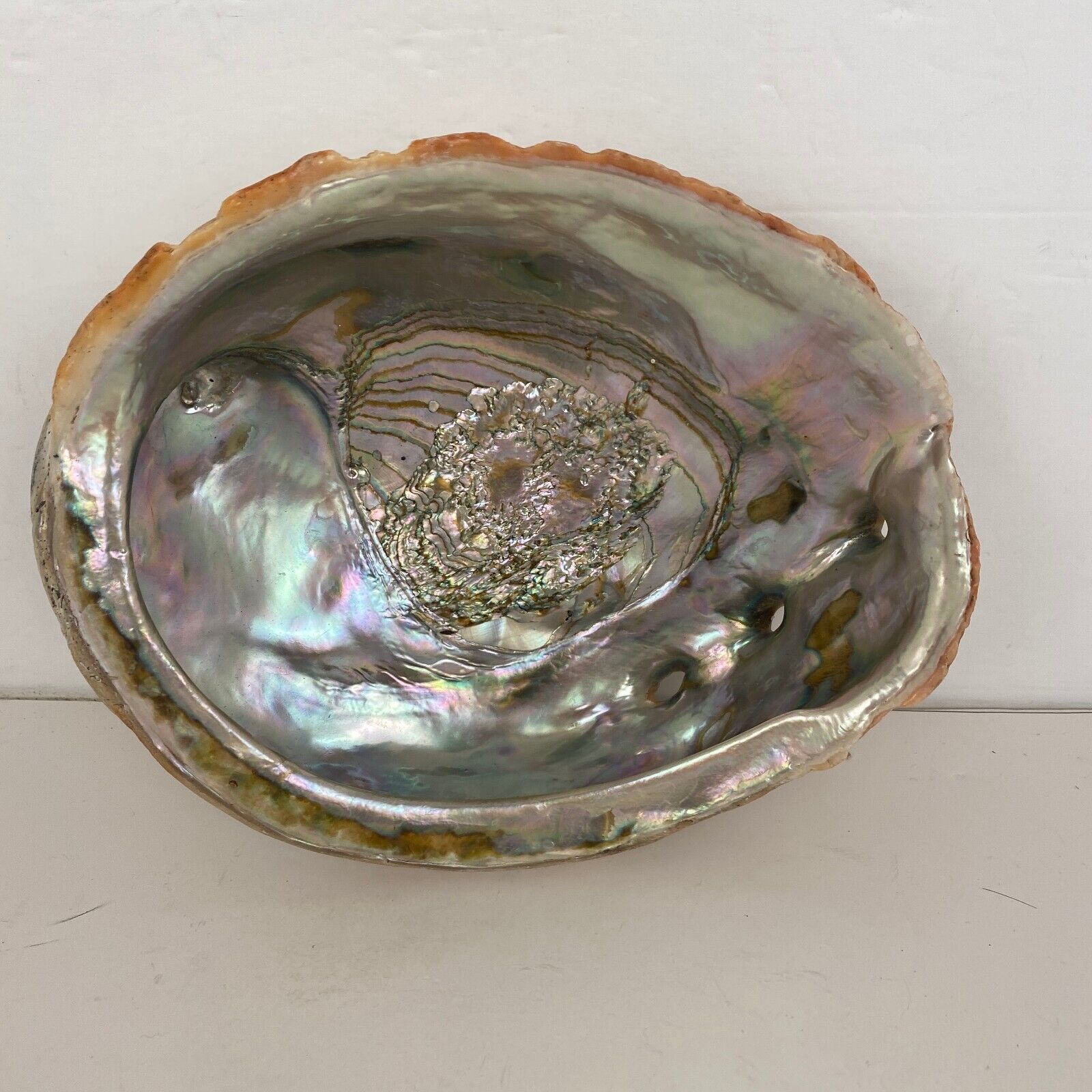 Vintage Large Red Abalone Shell  L  7 3/4\