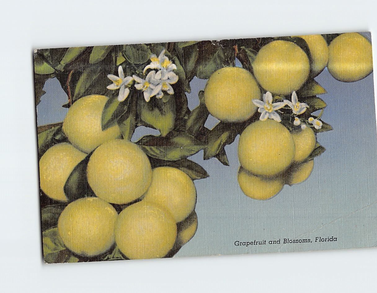 Postcard Grapefruit & Blossoms Florida USA