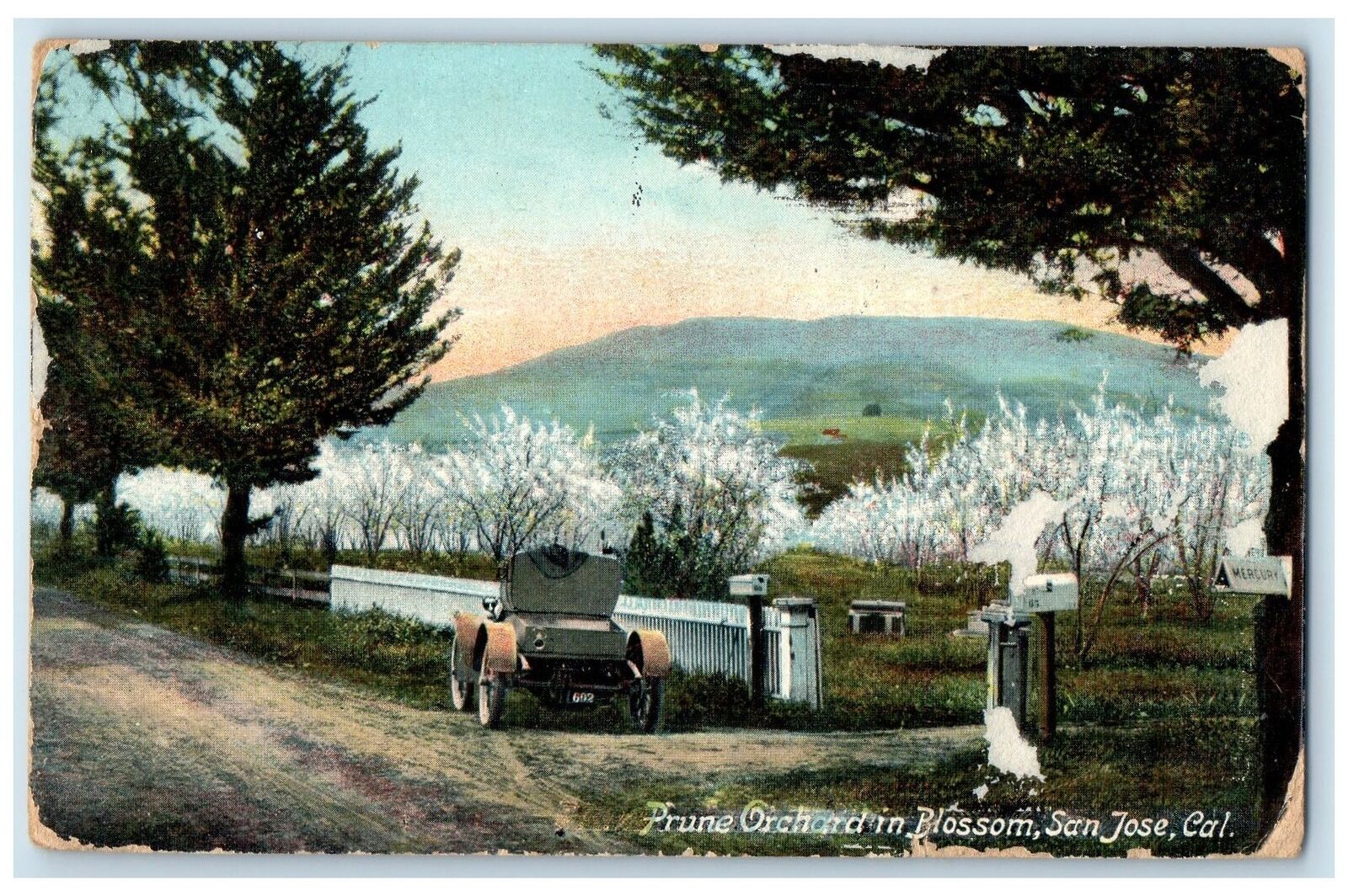 1910 Prune Orchard In Blossom San Jose California CA Posted Vintage Postcard