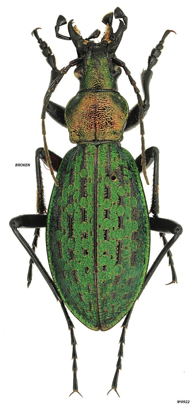 Coleoptera Carabidae Carabus (Acoptolabrus) sp. Far East of Russia 25mm