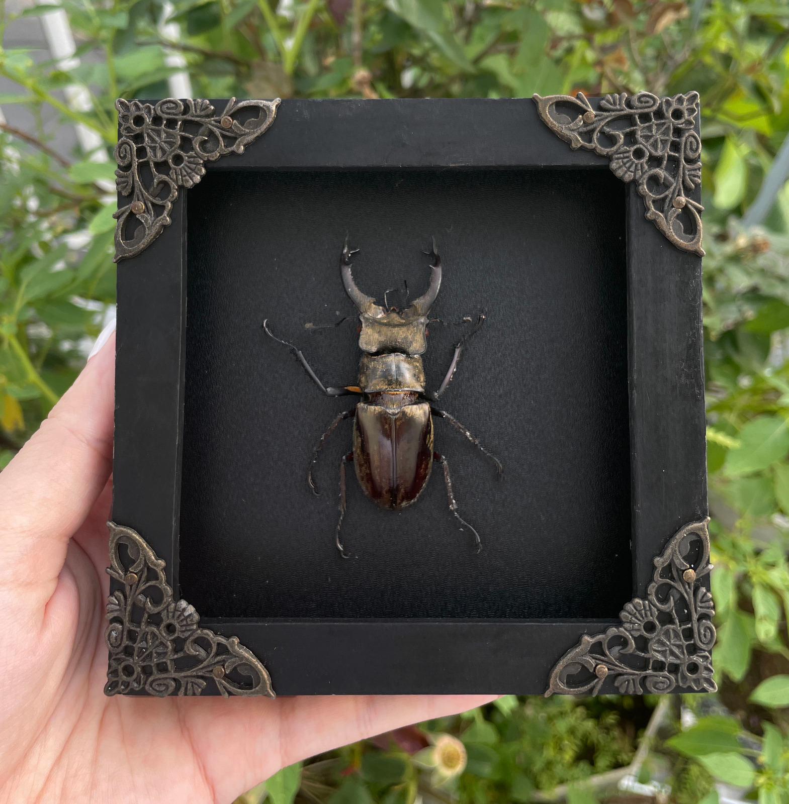 Real Insect Beetle Framed Taxidermy Bugs Collections Entomology Gift Desk Decor