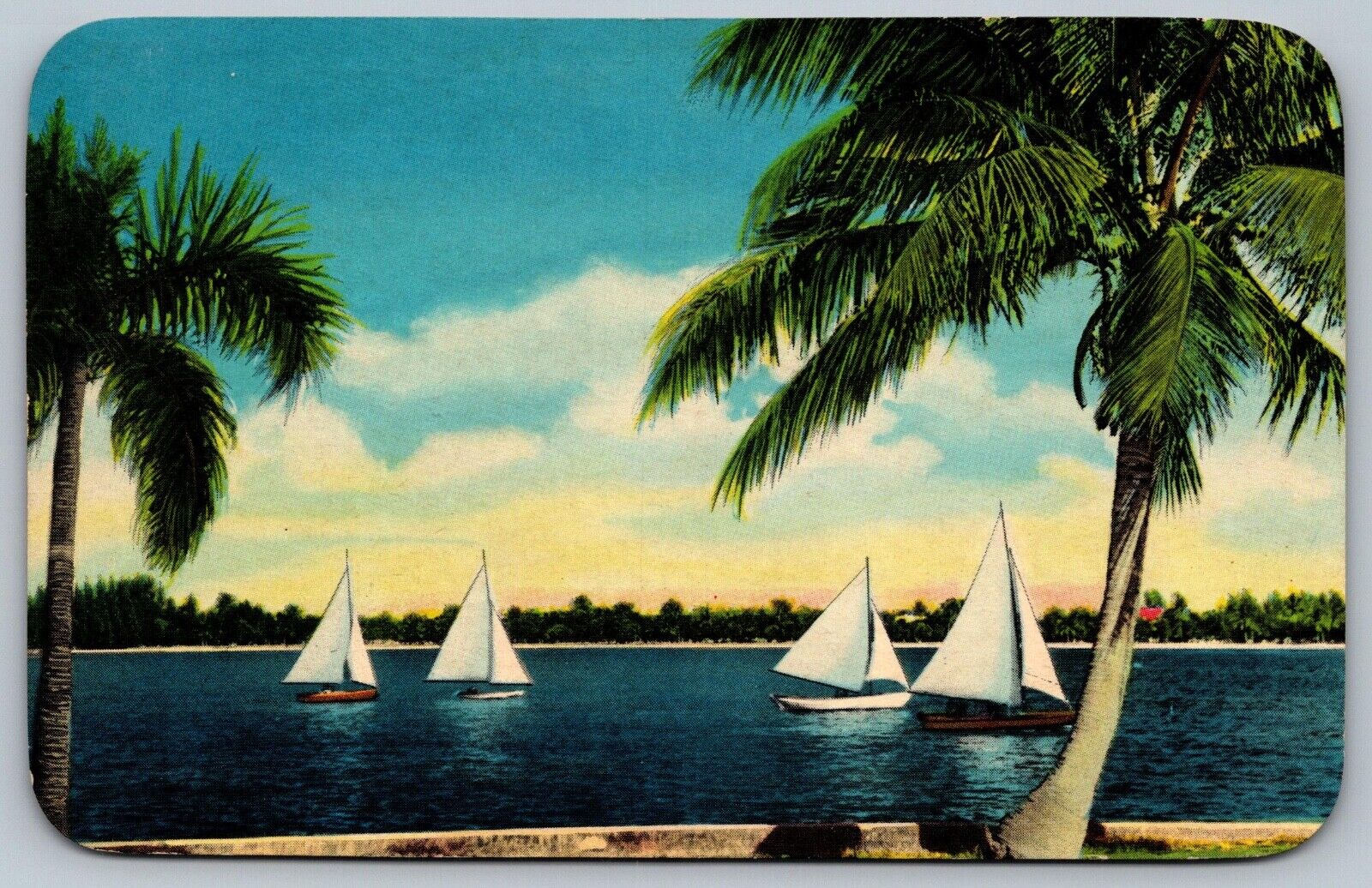 Sailboating Tropical Florida West Palm Beach FL Sailboats Vintage Postcard E27